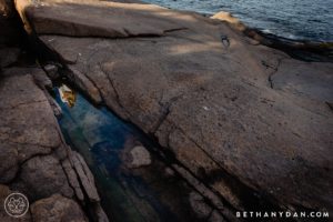 Creative Acadia Engagement Session