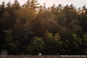 Creative Acadia Engagement Session